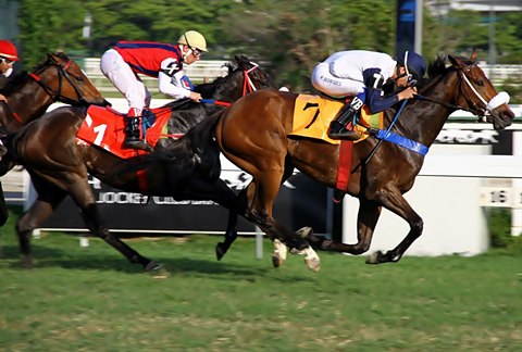 Sutil Chegada 16