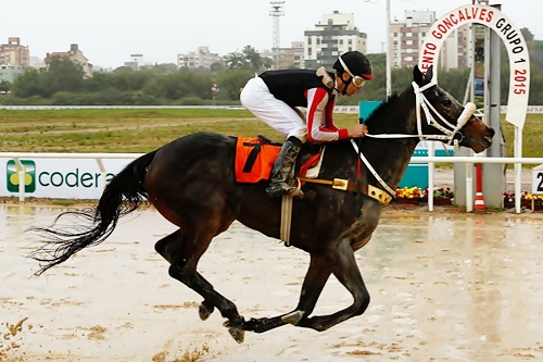 CAVALO © 2015