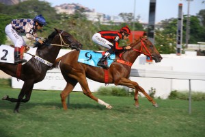 Harp Gold Chegada 3