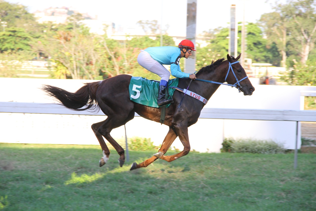 Desejada Win Chegada 3