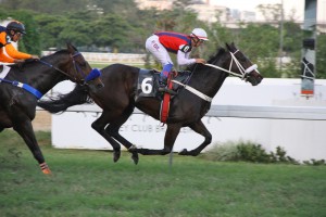 Daffy Girl Chegada (4)