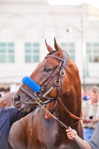 pharoah
