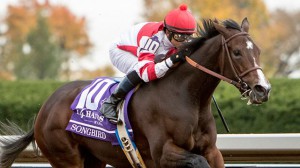songbird