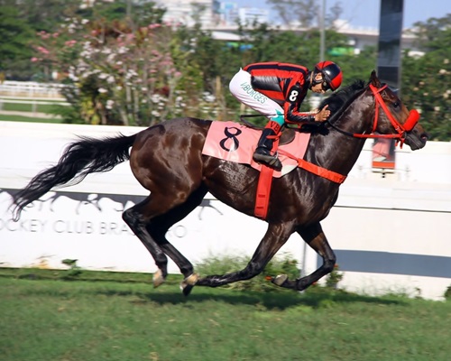 Edotto Chegada 3