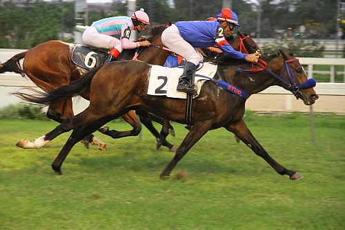 Purebred Chegada 3 (1)