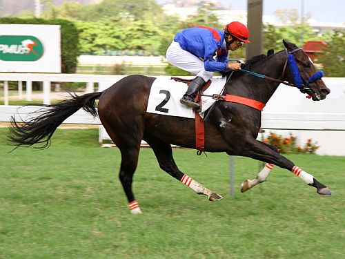 Cornelio