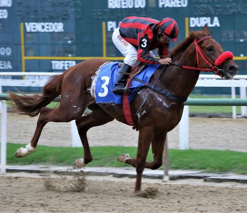 Olympic Harvard