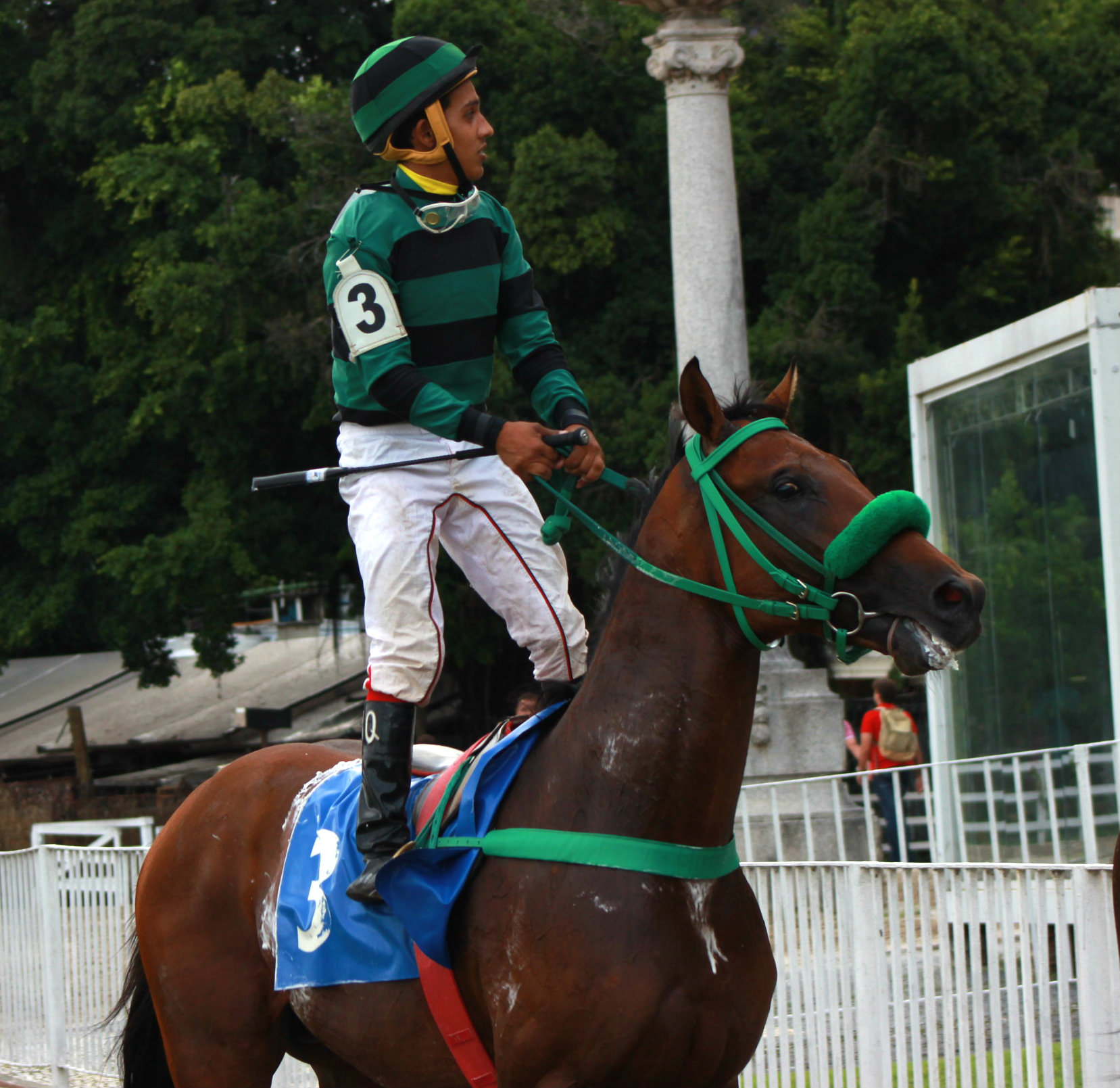 YVES SAINT MARTIN VOLTA DO ANIMAL