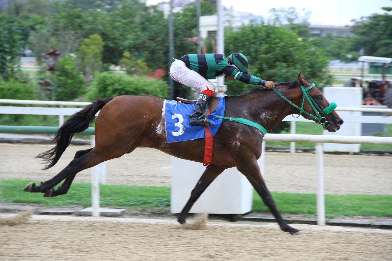 Yves Saint Martin Chegada 3