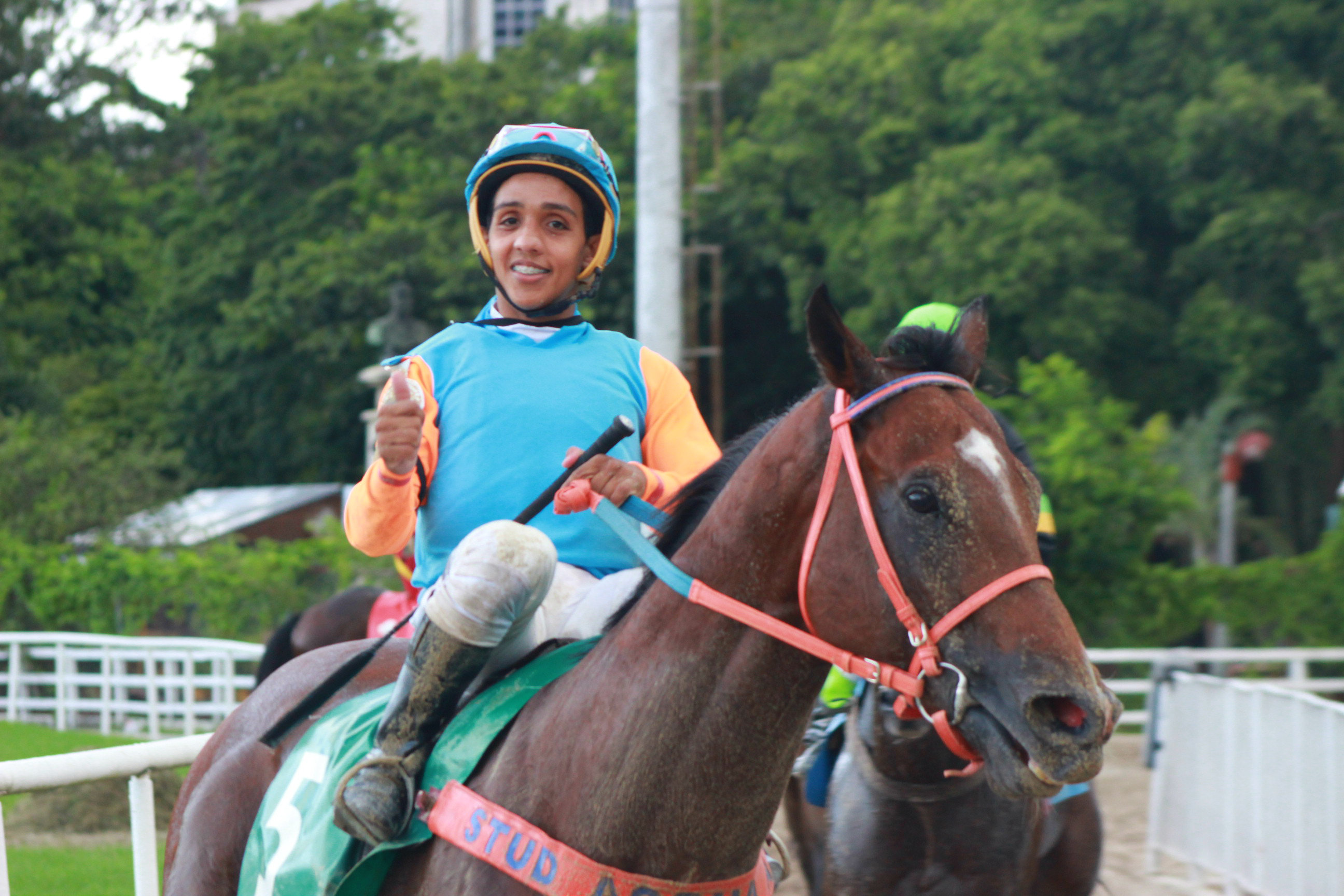 AUBURN GOLD VOLTA DO ANIMAL