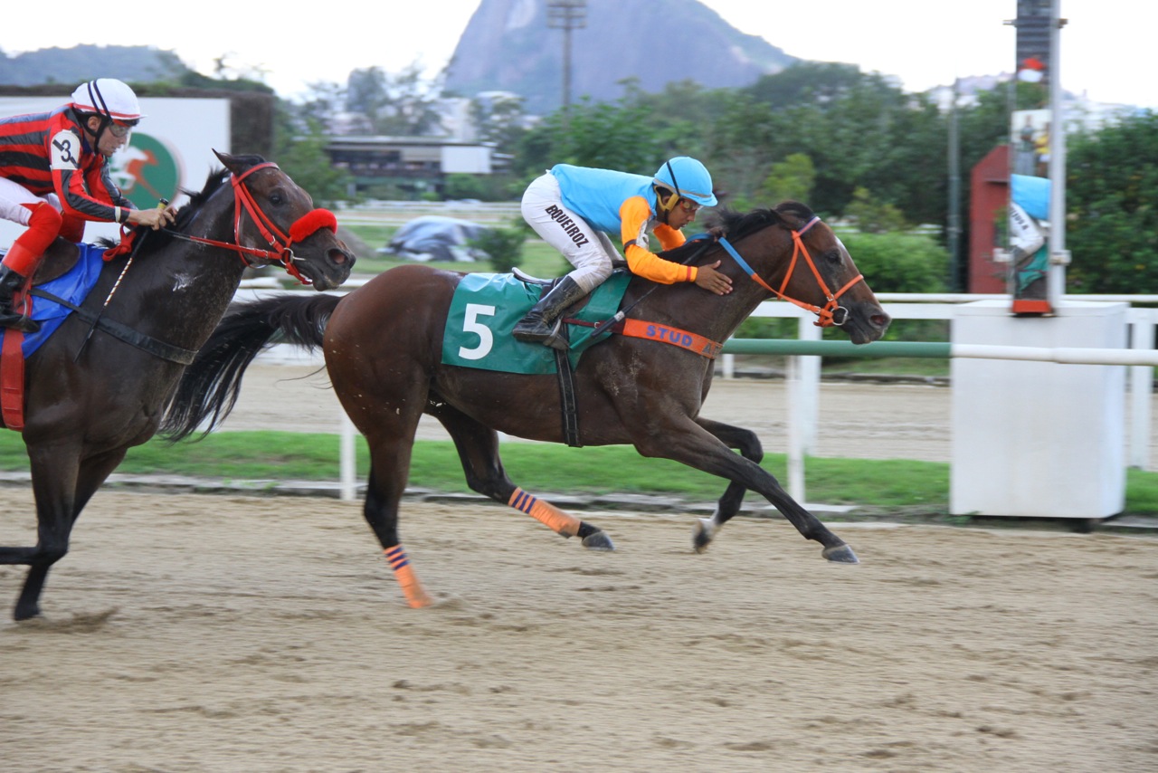 Auburn Gold Chegada 2