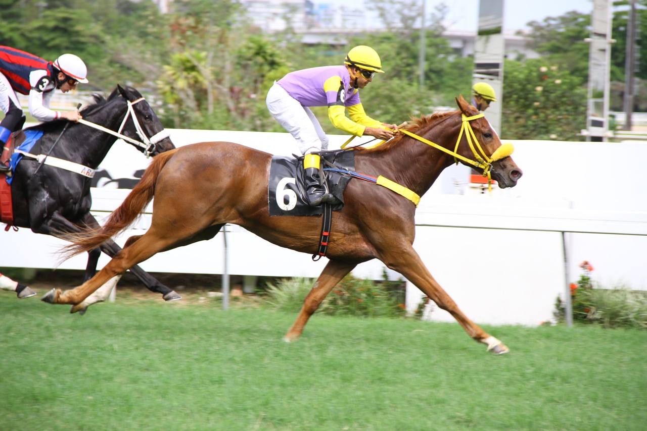 Betting Site Chegada 3