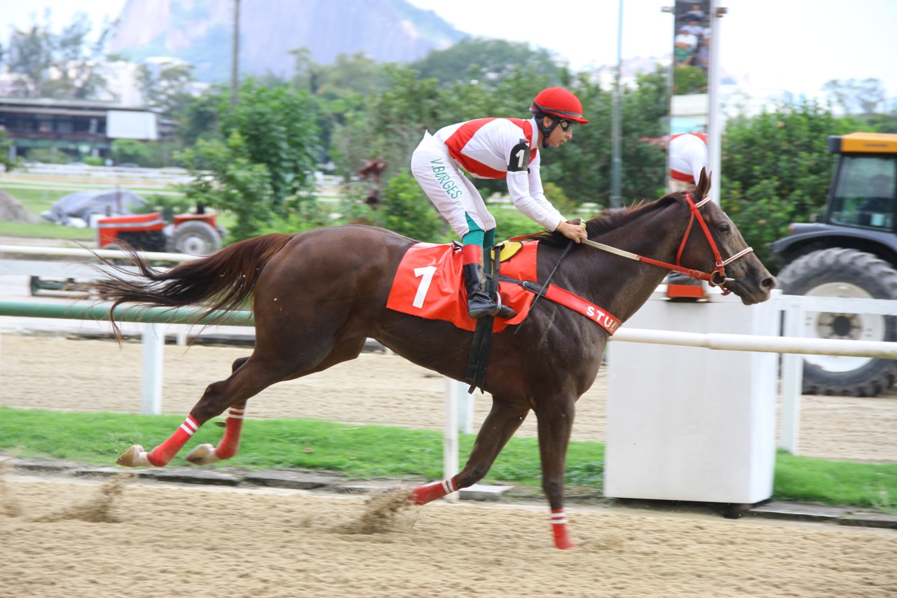 Harsted Chegada 3