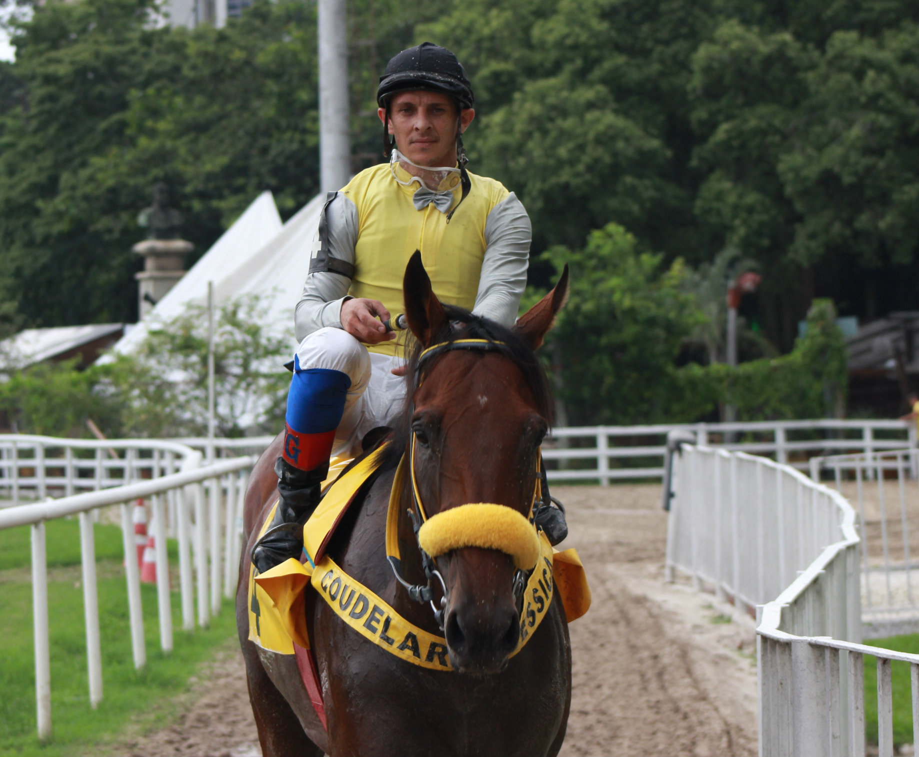 NATURAL CHAMPION VOLTA DO ANIMAL