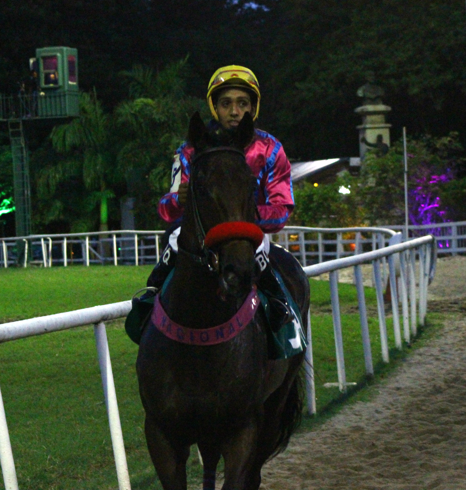 lumar volta do animal