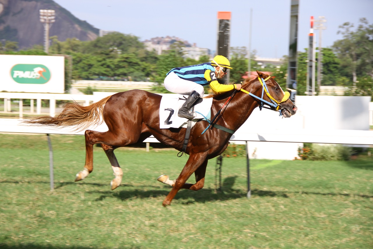 Fitzwilly Chegada 3