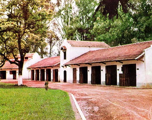 Diminuição dos Plantéis – (Milton Lodi)
