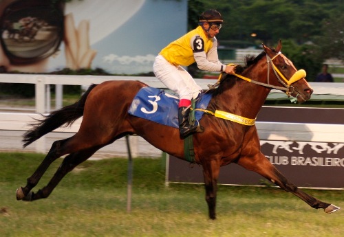 Sampaio comenta as chances do potro Holding Glory no Clássico Júlio Cápua (L.)