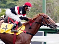 Azenha mantém o brilho do Haras Anderson e mostra força para o GP Diana (G1)