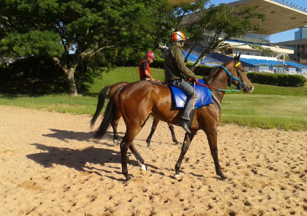 Corridas no Cristal começam às 14h30; Turfe Gaúcho é o grande destaque!