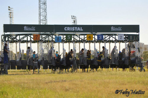 Campo numeroso na melhor prova de hoje, no Hipódromo do Cristal