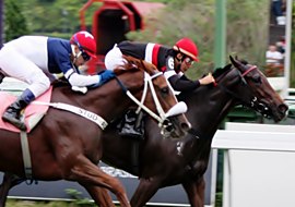 Arizona Gipsy resiste a One More Try no GP Henrique de Toledo Lara (G3)