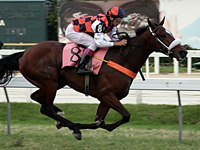 Awesome Lady, estreia vitoriosa na P.E. Indian Chris