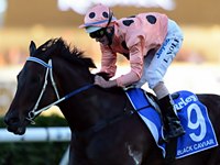 Majestosa, Black Caviar permanece invicta