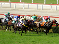 Nove páreos no simulcasting com Cidade Jardim