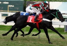 Na raça e na inspiração de T.J.Pereira, Lluvia Torrencial supera Galgo Preto