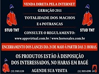 Leilão do Stud TNT encerra-se nesta terça-feira