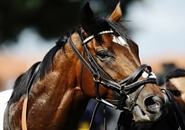 De Lord Derby a Frankel