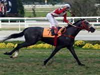 Estrela Monarchos mostra classe para o “Brasil das éguas”