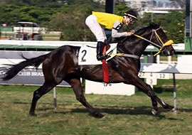 Indicações da Gávea, por Andre Cunha, Celson Afonso e Fernando Lopes