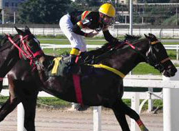 Festival do GP Protetora do Turfe (G3) acontece hoje, no Hipódromo do Cristal