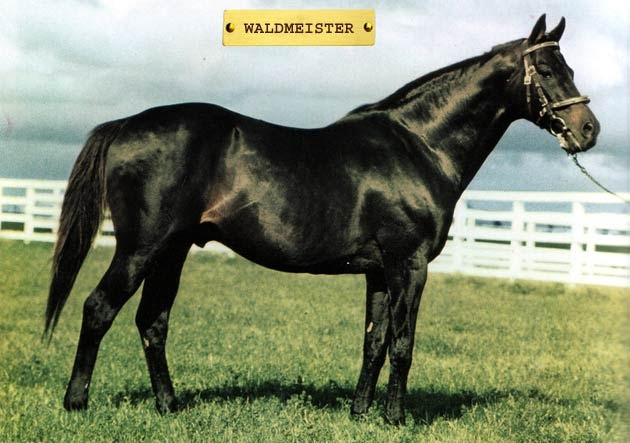 Waldmeister – O grande garanhão das décadas de 70 e 80