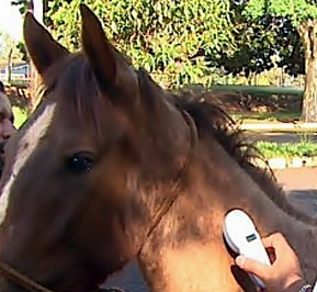 Todos os animais em campanha no JCB terão microchip de identificação