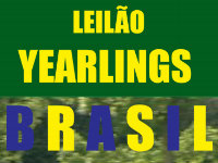 TBS: Hoje, à partir de 19h, Leilão Yearlings Brasil