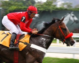 Maltês confirma no GP Frederico Lundgren (G3) – Comparação de Cavalos
