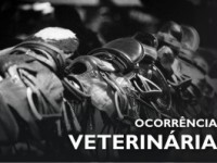 Ocorrência veterinária: 01 – 11 de novembro