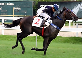 Um galope de saúde de Bal A Bali no GP Júlio Cápua (G3)