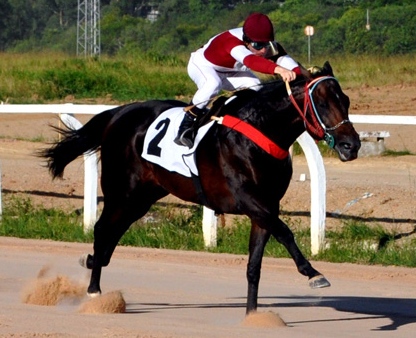 Tokay defende sua invencibilidade no Hipódromo do Cristal na melhor prova do dia