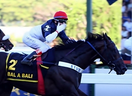 O 12º Tríplice Coroado do turfe carioca é o Derby-winner, super craque e recordista, Bal A Bali