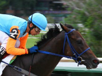 Cubana estreia com chance na melhor prova de hoje, no Hipódromo do Cristal