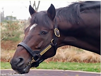 Fusaichi Pegasus vem aí!