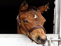 £ 1,15 milhão: o preço do primeiro filho de Frankel a ser leiloado