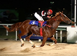 Coudelaria Barcelona compra Beautiful Point e alazão correrá o GP Bento Gonçalves (G1)