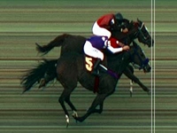 Vitória apertada de Born To Be Happy no GP Luiz Fernando Cirne Lima (G3)