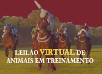 APPS: Nesta 6ª feira, às 15h, o Leilão Virtual de Animais em Treinamento
