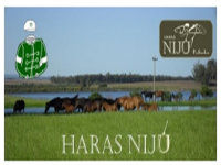 Haras Nijú apresenta sua primeira geração criada em Bagé